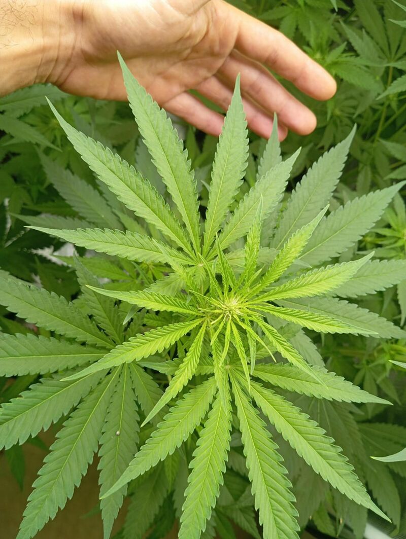 Tropical Zmoothie, Фасовка: 1, изображение 5